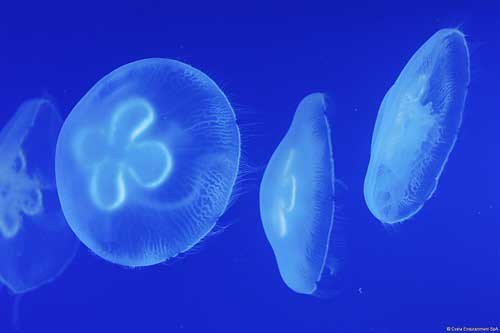 acquario meduse