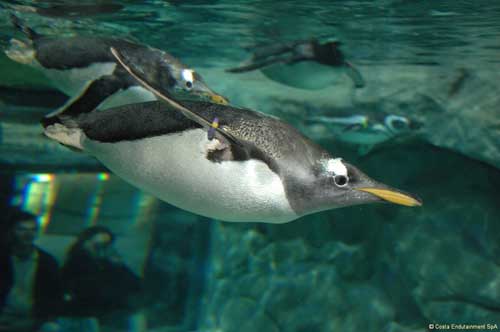 acquario pinguini