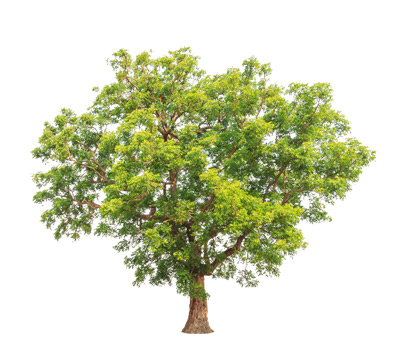 albero neem