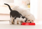 Cane e gatto che mangiano