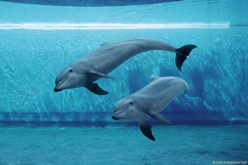 acquario delfini