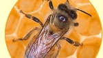 Omeopatia: Apis e Calendula per punture di insetti
