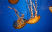 Rimedi per le punture di medusa