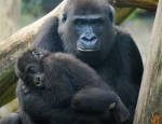 La gorilla che non sapeva allattare